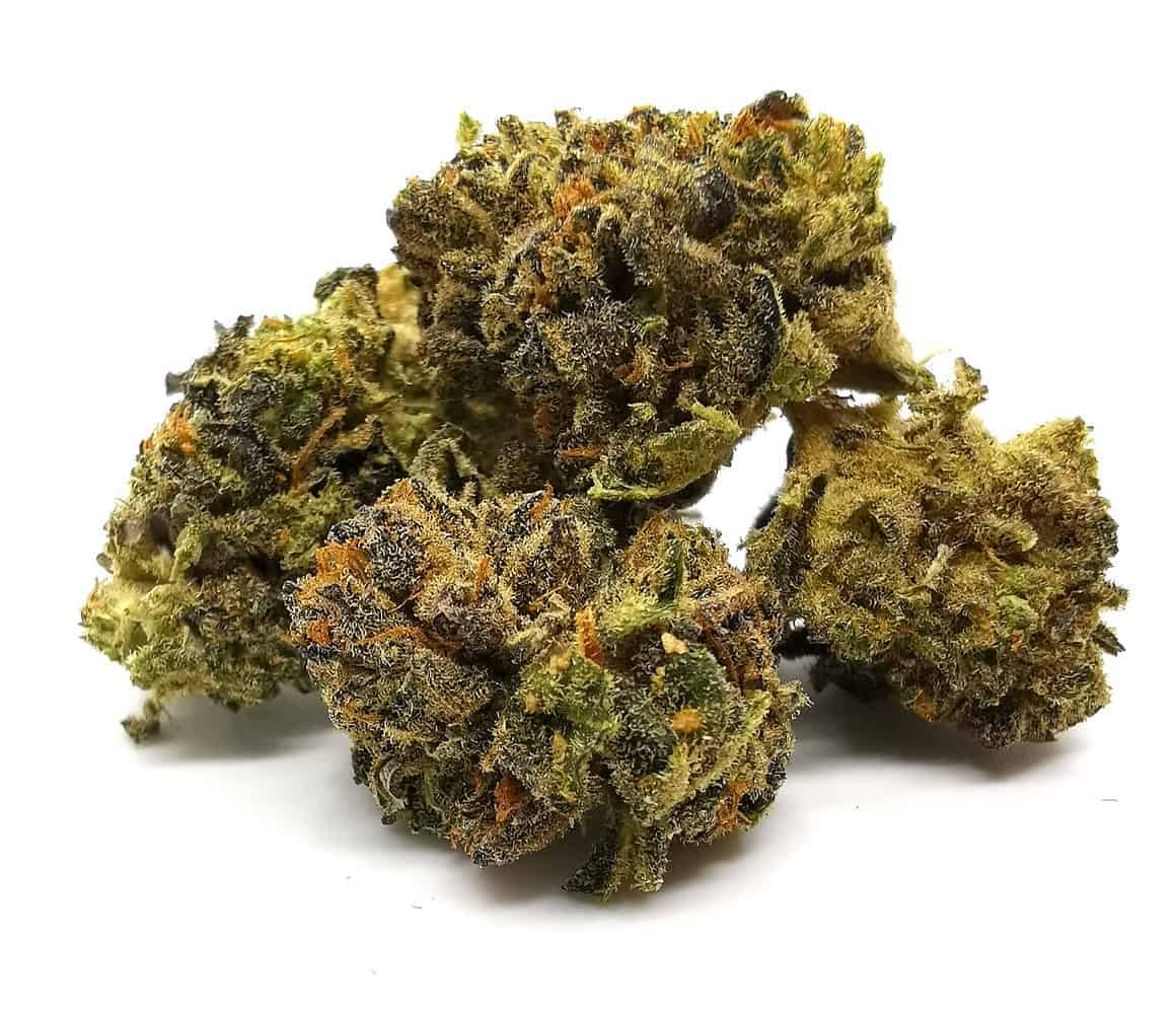 Temple Strain Review (Aurora) Cannabis Sensei