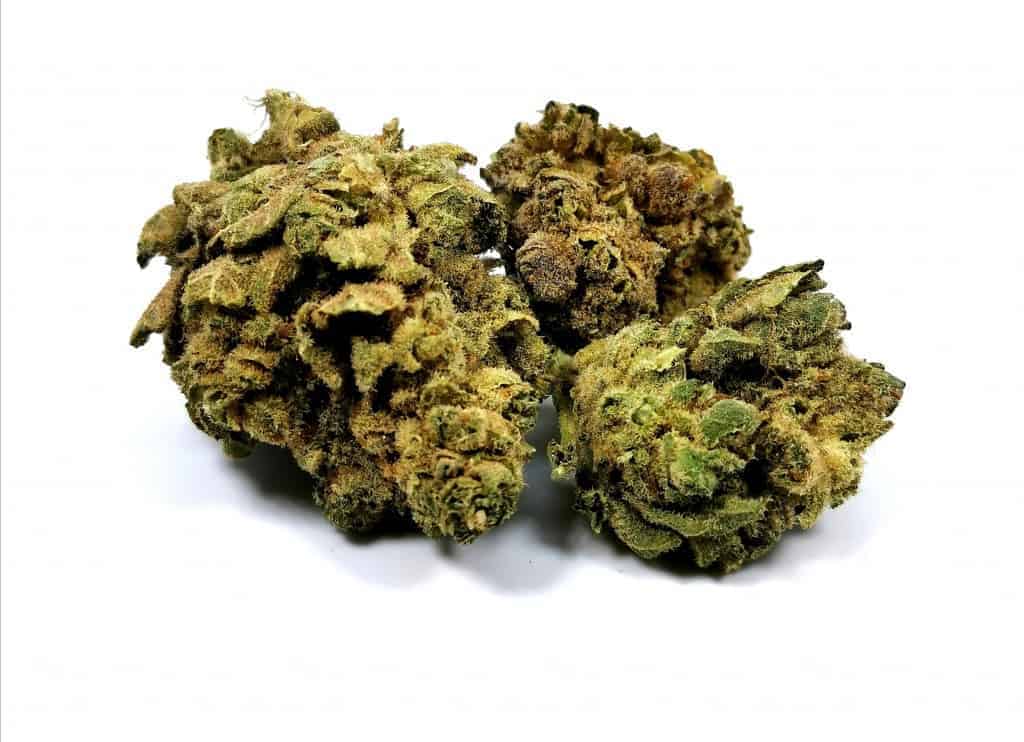 monkey glue strain review picture of cannabis