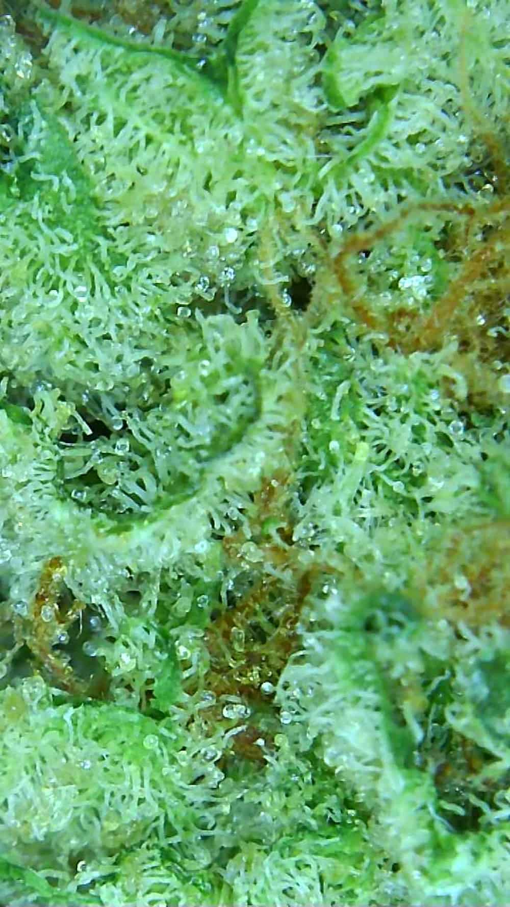 Lemon Garlic OG Strain Review (Robinsons) Cannabis Sensei