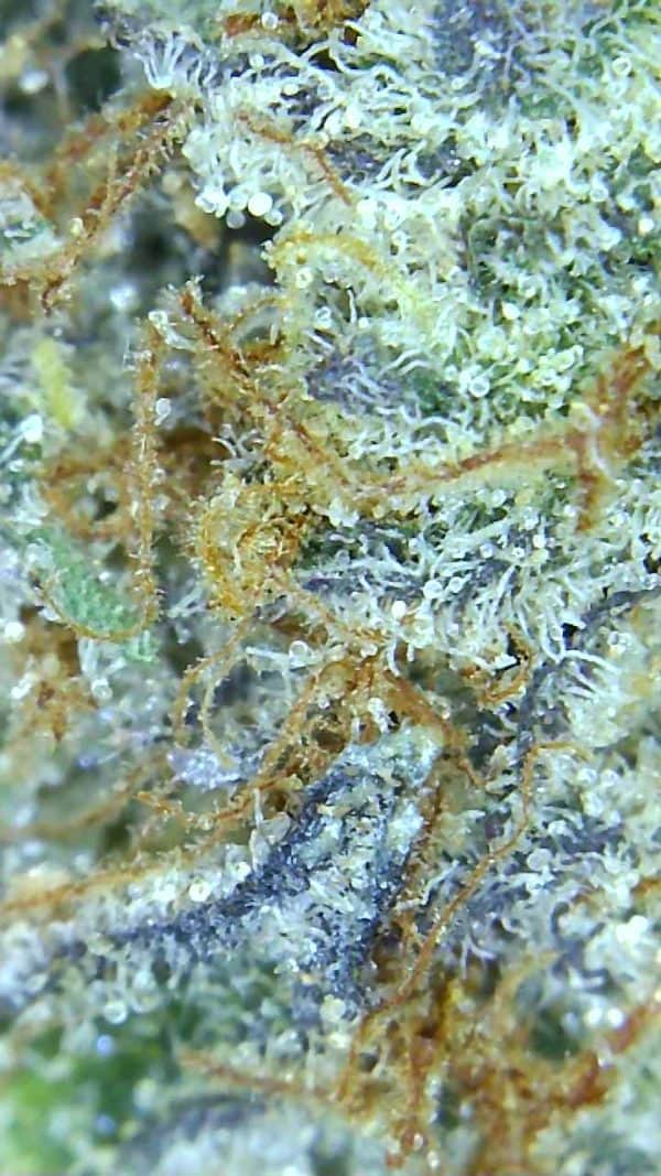 Gelato Mint Strain Review (Cannara Biotech) Cannabis Sensei