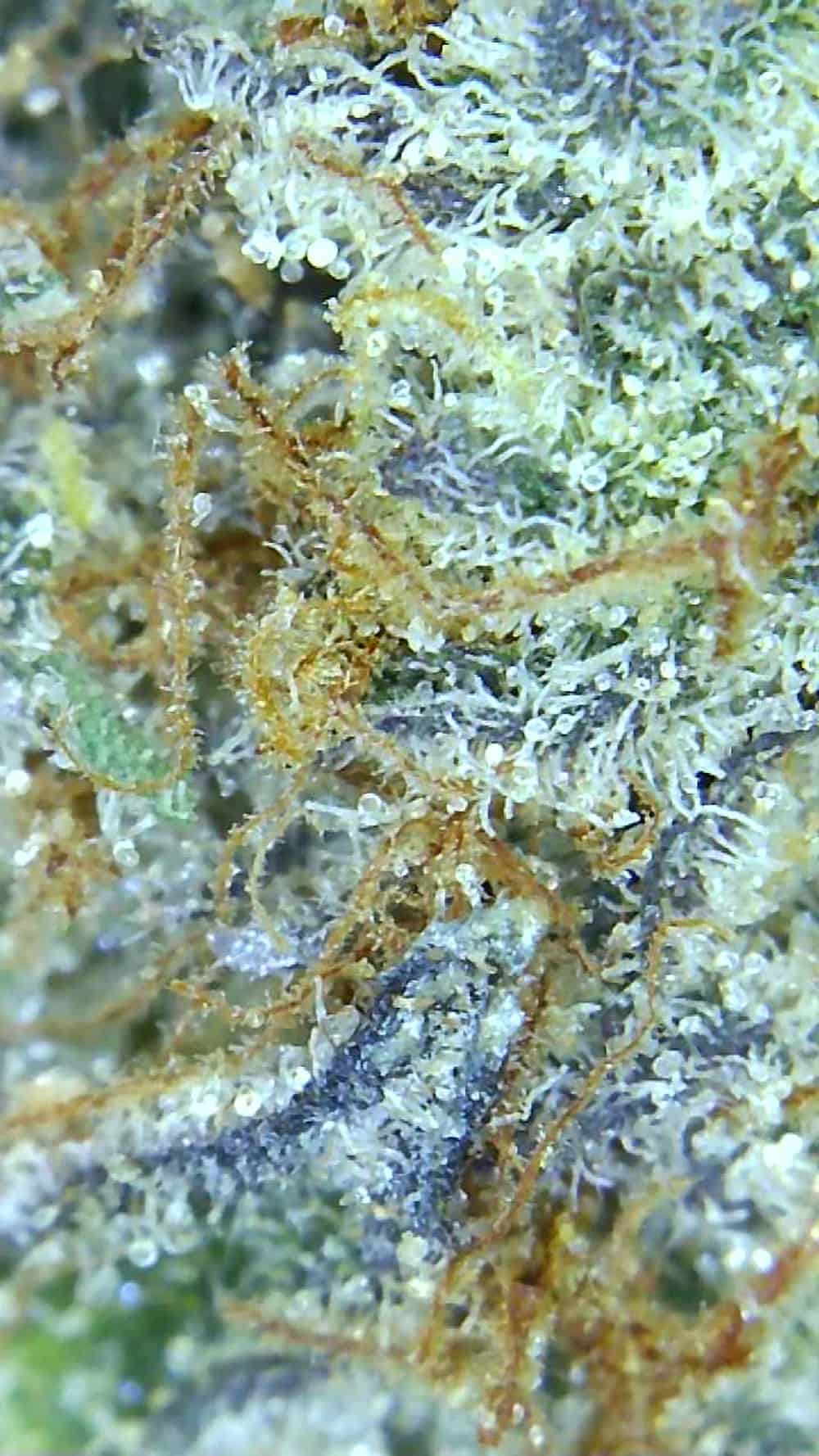 Gelato Mint Strain Review (Cannara Biotech) Cannabis Sensei