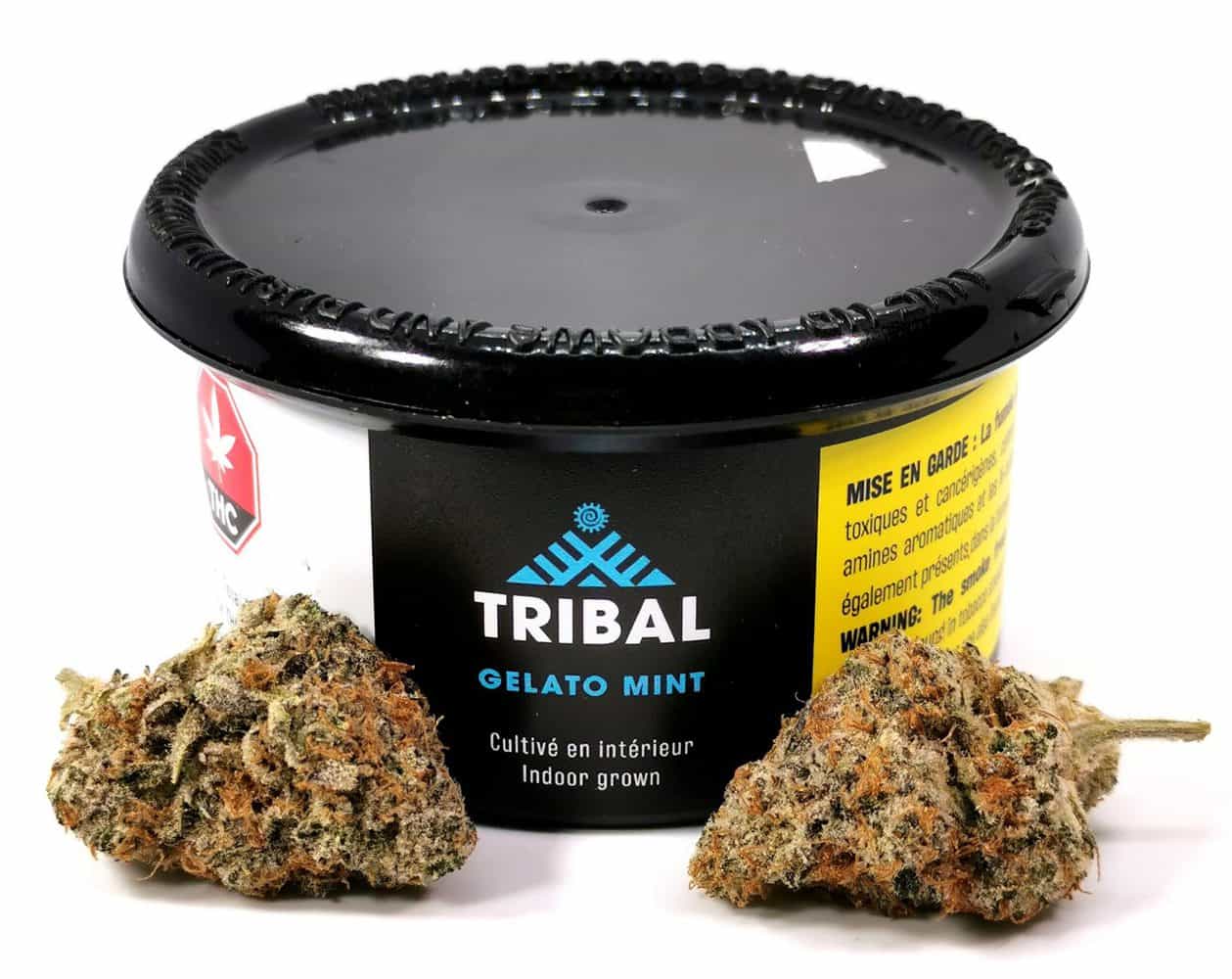 Gelato Mint Strain Review (Cannara Biotech) Cannabis Sensei