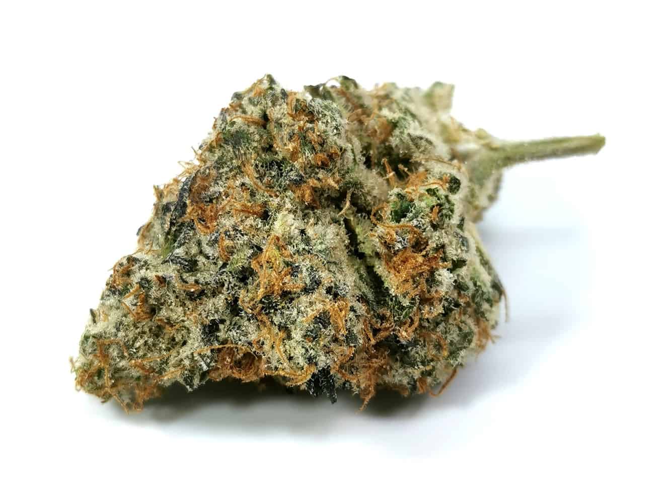 Gelato Mint Strain Review (Cannara Biotech) Cannabis Sensei