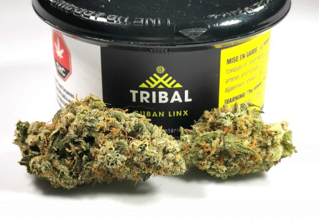Cuban Linx Strain Review (Tribal) | Cannabis Sensei