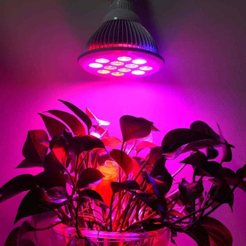 Best LED Grow Light Bulbs (for Cannabis) Cannabis Sensei