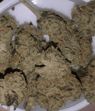 18 Strongest Marijuana Strains (Highest THC Strains to Try) | Cannabis ...