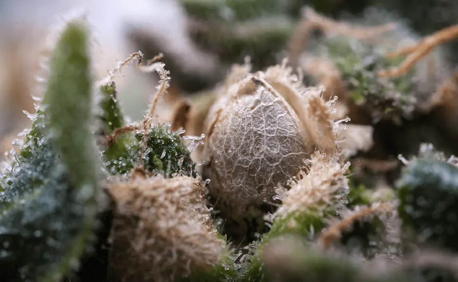 cannabis seed ready to harvest amongst trichomes