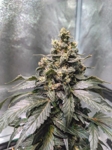 10 Best CBD Seeds for Reliable Relief (in 2026)