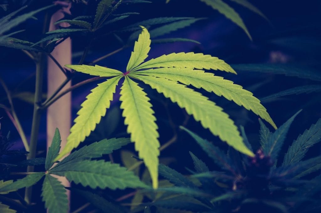hemp plant - featured image