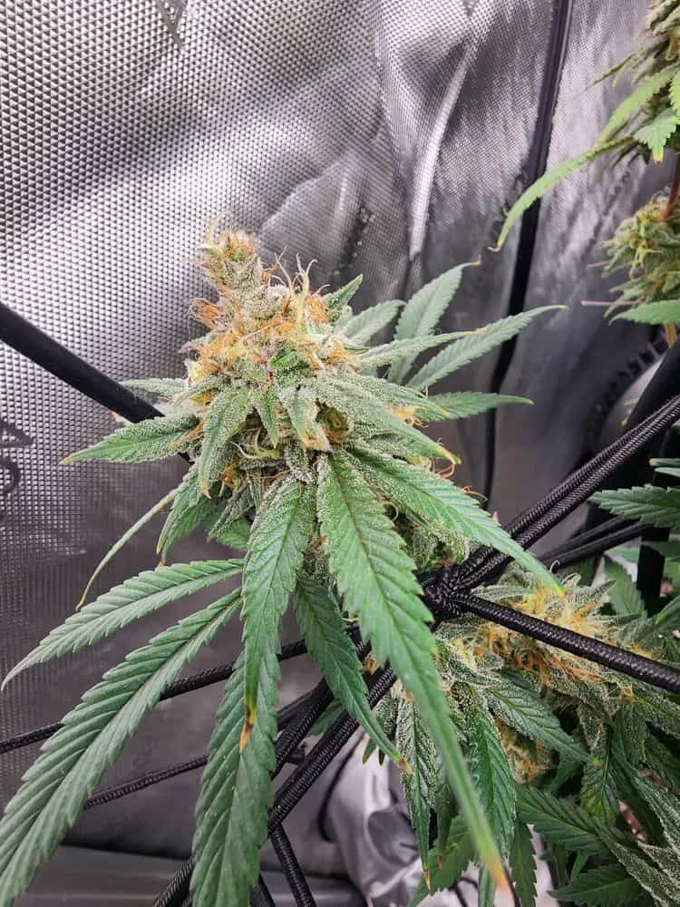 9 Best Landrace Seeds You Need To Know About in 2026 Cannabis Sensei 9 Best Landrace Seeds You Need To Know About in 2026 Cannabis Sensei
