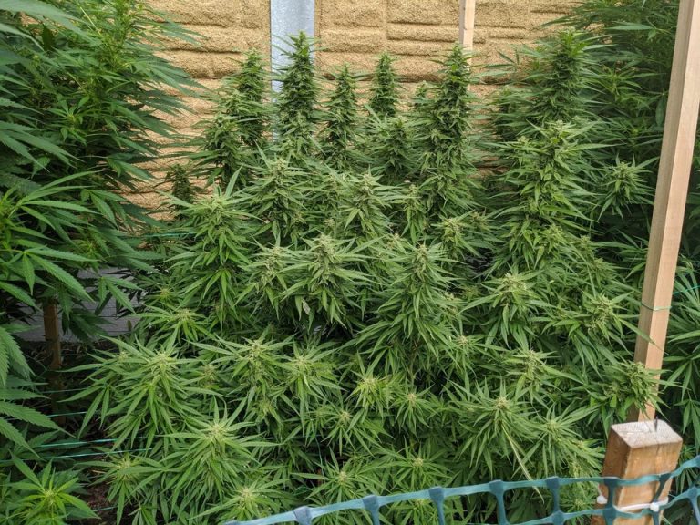 Where to Buy Marijuana Seeds in Germany in 2025 Cannabis Sensei