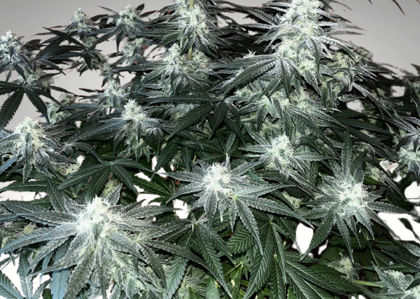 Herbies - best seeds-fb