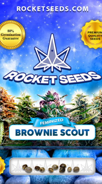 1. Brownie Scout