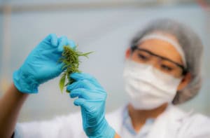 lab tech examining cannabis leaves - featured image