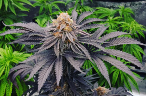 siruis black strain - featured image