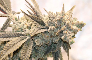 white wedding strain - featured image