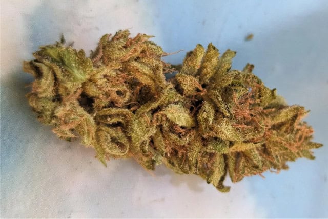 durban poison feminized