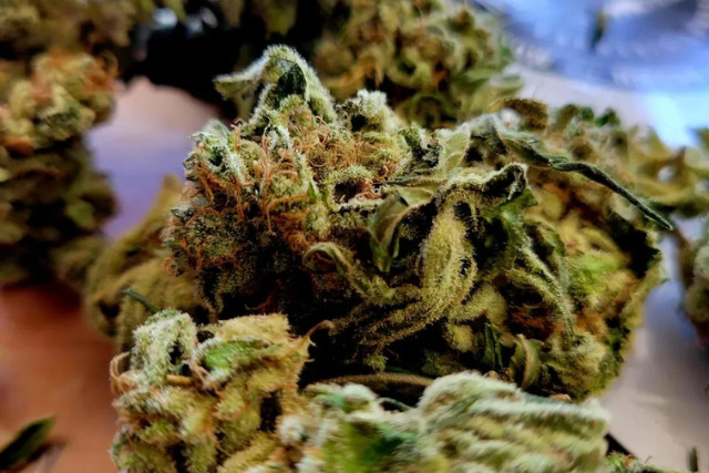 gorilla glue feminized