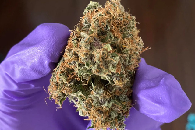 purple punch auto