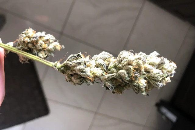 flapjacks strain - appearance