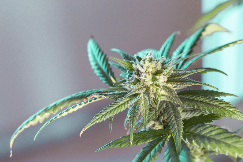 marijuana-leaf - featured image