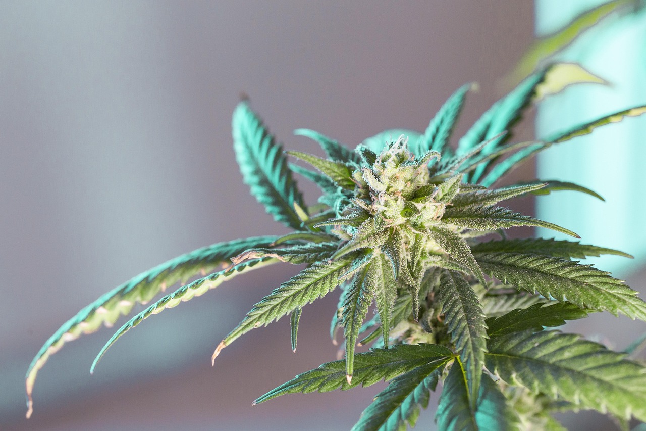 marijuana-leaf - featured image