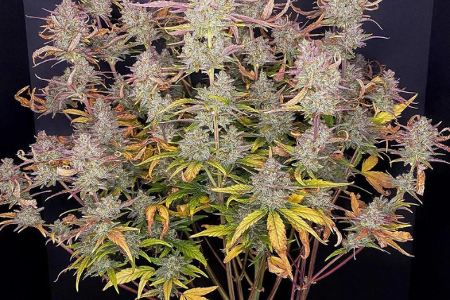 purple punch - PA