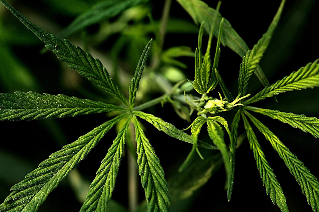 weed plant