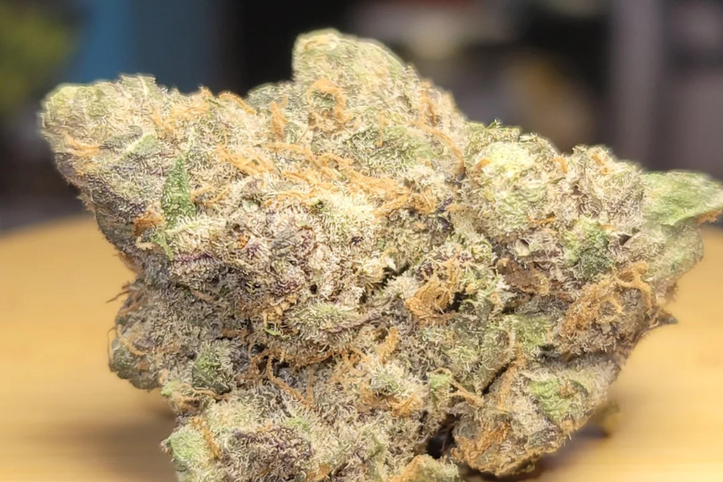 Gelato Feminized - MT