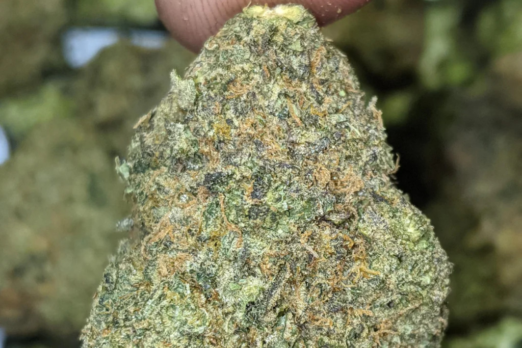 dough lato nug