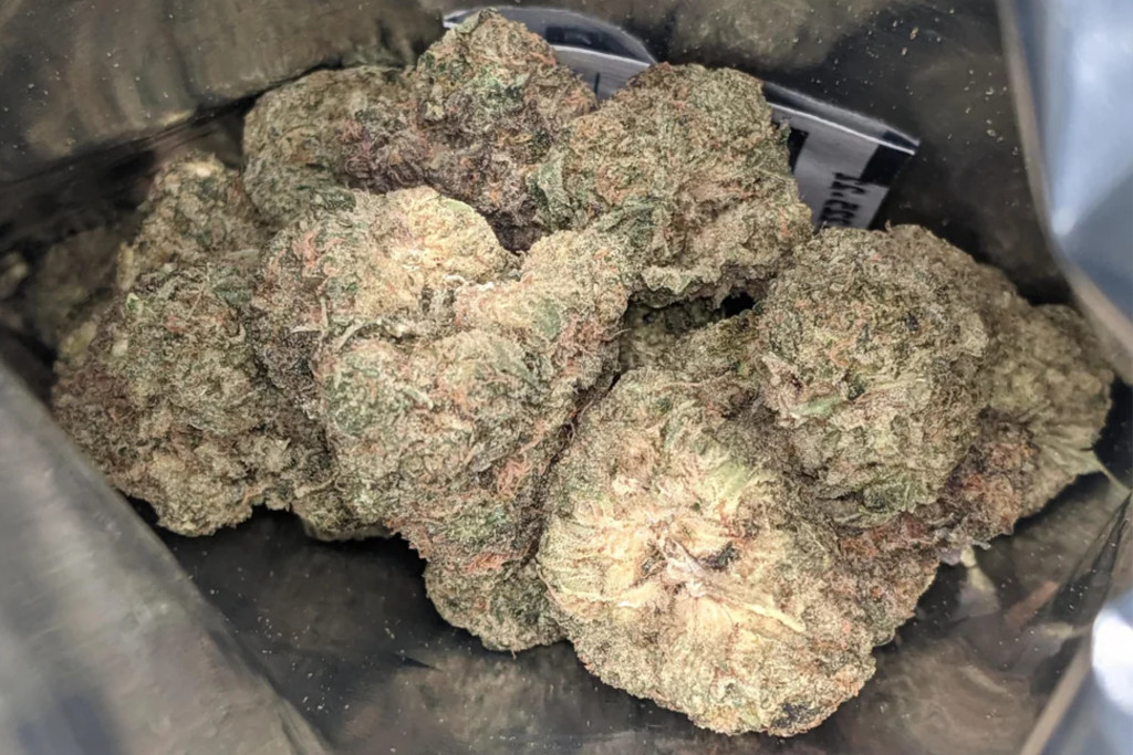 dough lato strain - appearance
