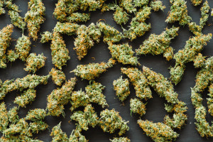 gobbilygoo strain - featured image