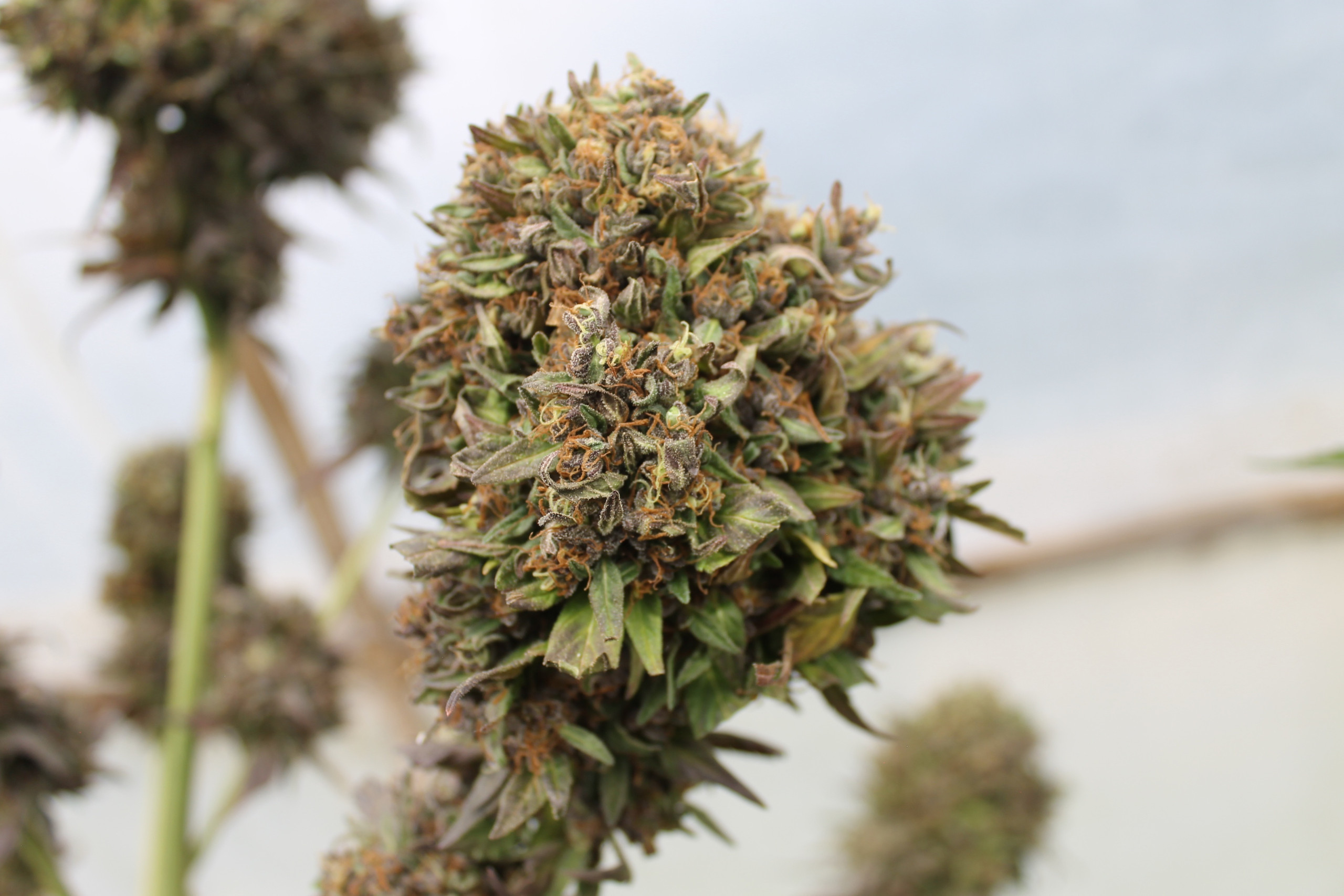 CBD strains Canada - featured image