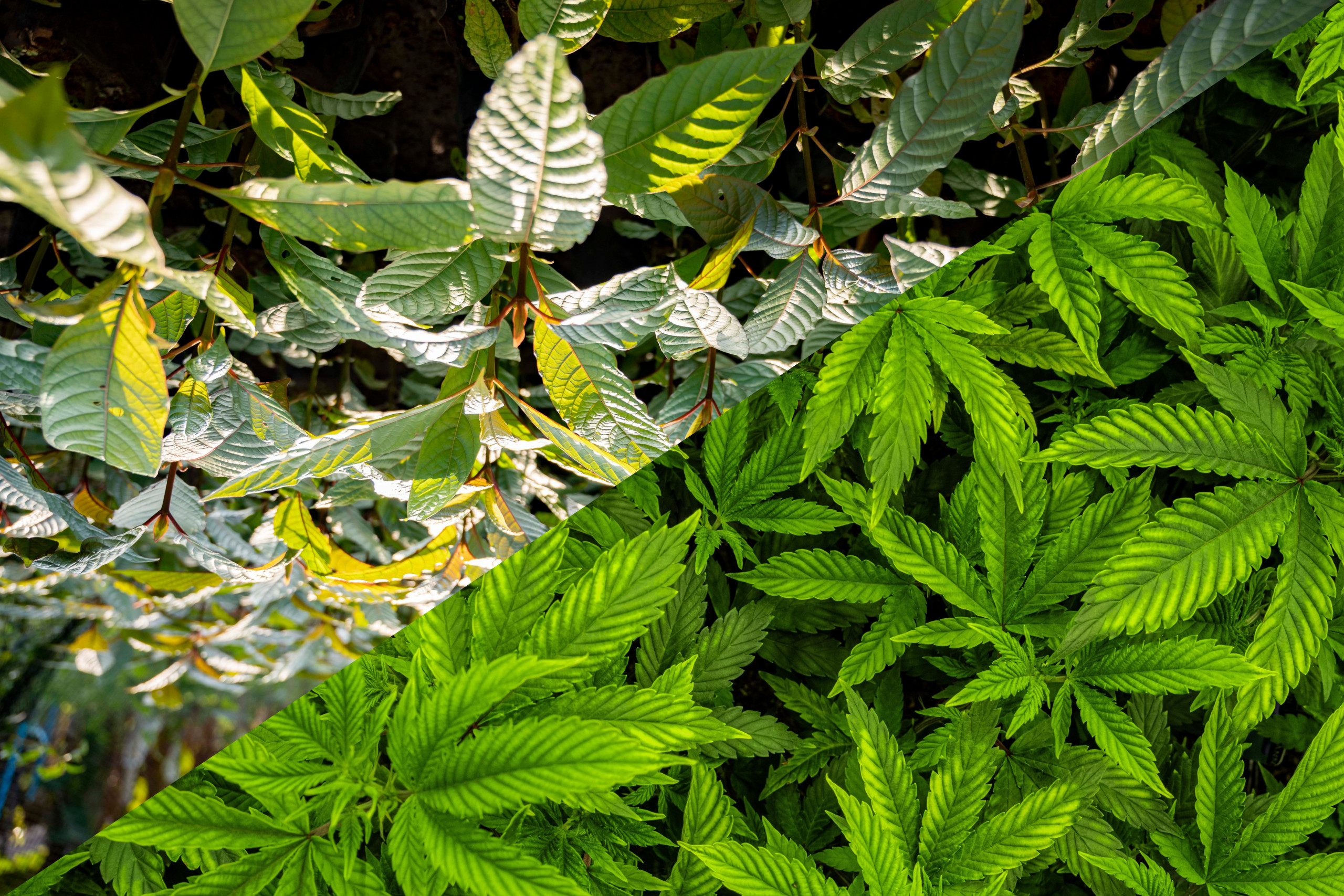 cbd vs kratom - featured image