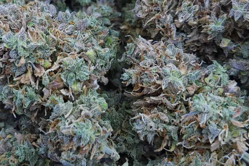 Gorilla Glue Auto - SK