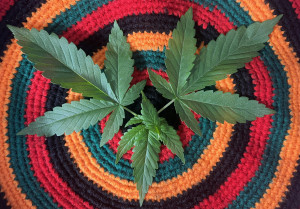 cannabis leaves laid on a doily - featured image