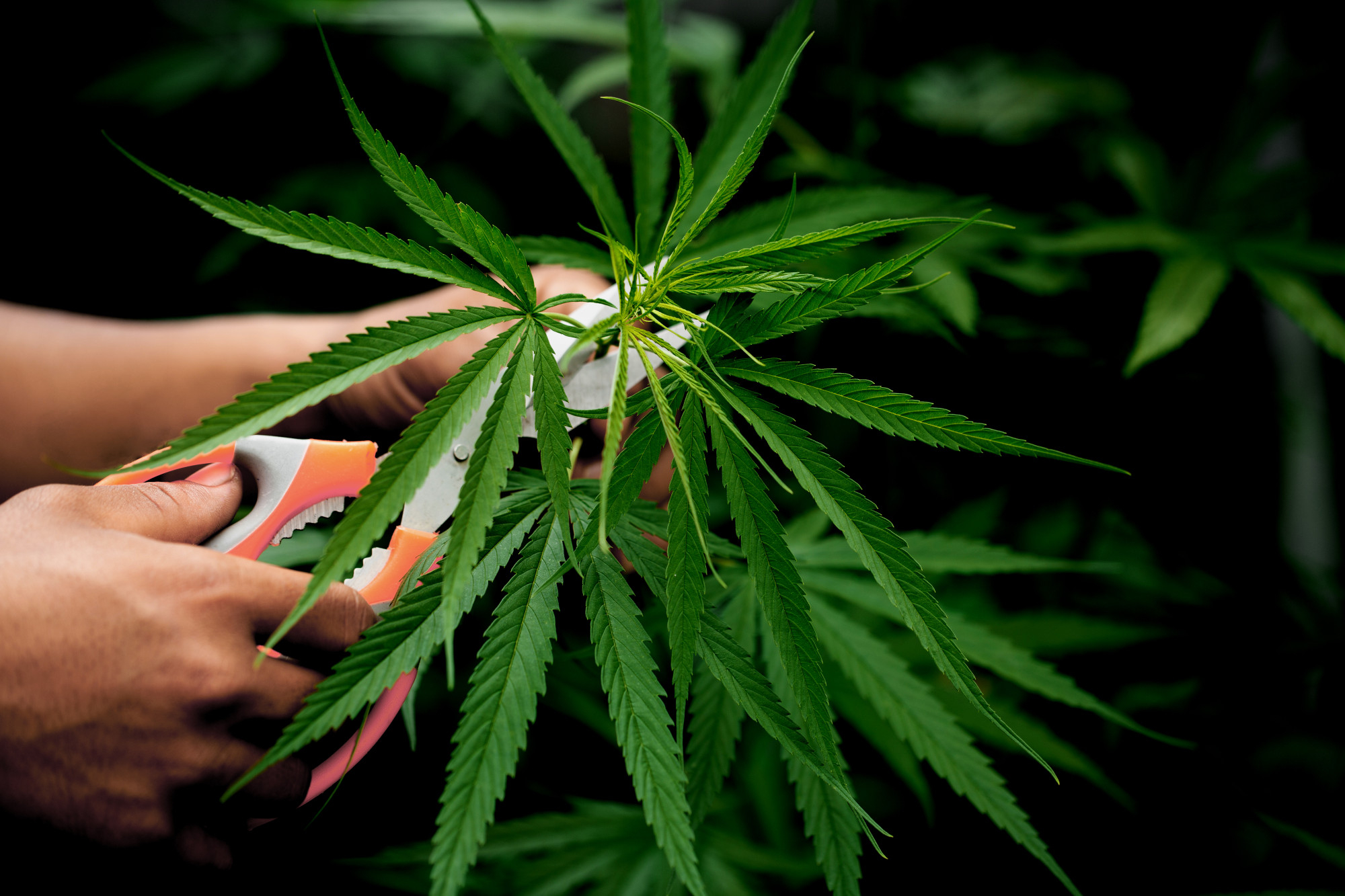 cutting cannabis leaves - featured image