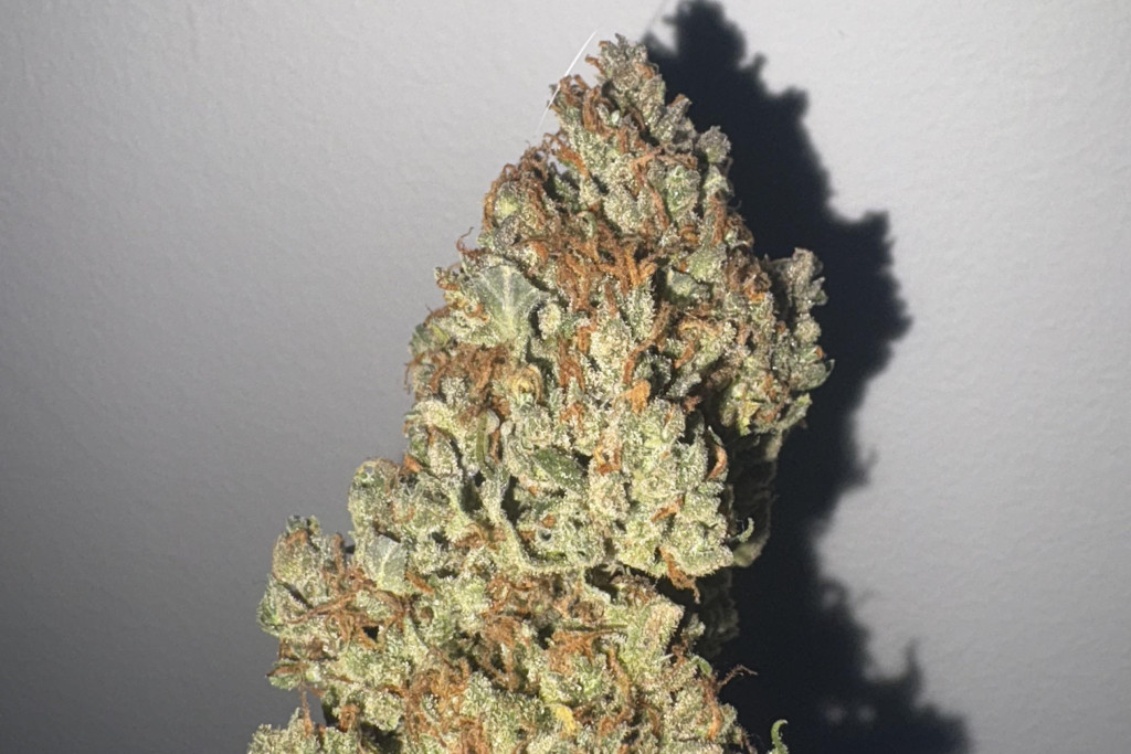 Amnesia Haze Auto - PR