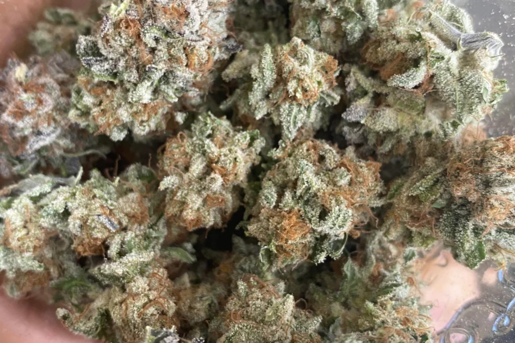 Glookies - TN