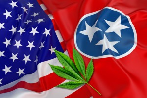 where to buy in TN - featured image